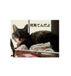 うちの猫又（個別スタンプ：6）