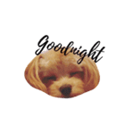 子犬のルーク（個別スタンプ：1）