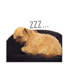 子犬のルーク（個別スタンプ：2）