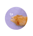 子犬のルーク（個別スタンプ：4）