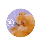 子犬のルーク（個別スタンプ：5）