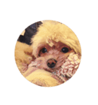 子犬のルーク（個別スタンプ：6）