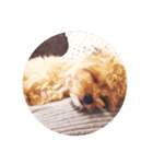 子犬のルーク（個別スタンプ：7）