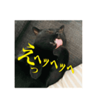 黒猫の玄くん（個別スタンプ：1）