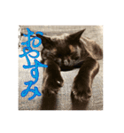 黒猫の玄くん（個別スタンプ：3）