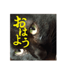 黒猫の玄くん（個別スタンプ：7）