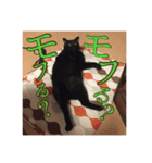黒猫の玄くん（個別スタンプ：8）