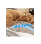 ポメプーもこ（個別スタンプ：5）
