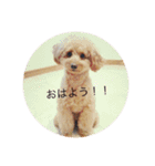 ポメプーもこ（個別スタンプ：6）