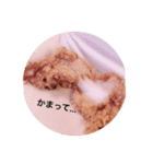 ポメプーもこ（個別スタンプ：9）