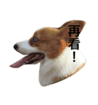 Nemo corgi（個別スタンプ：1）