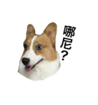 Nemo corgi（個別スタンプ：7）