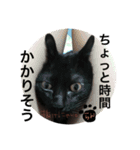 黒猫ランちゃんフィーバー（個別スタンプ：16）