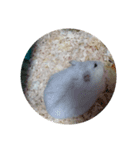 パンを食べる ハムスター（個別スタンプ：5）