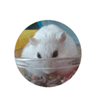 パンを食べる ハムスター（個別スタンプ：6）
