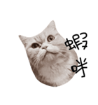 cat lift（個別スタンプ：1）