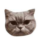 cat lift（個別スタンプ：2）
