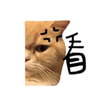 cat lift（個別スタンプ：4）