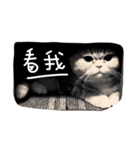 cat lift（個別スタンプ：5）