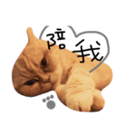 cat lift（個別スタンプ：6）