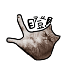 cat lift（個別スタンプ：7）