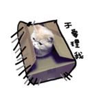 cat lift（個別スタンプ：8）
