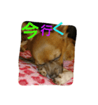 chikuwa2（個別スタンプ：5）