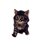 我が家のCat（個別スタンプ：1）