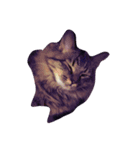 我が家のCat（個別スタンプ：4）