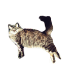 我が家のCat（個別スタンプ：5）