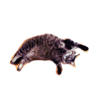 我が家のCat（個別スタンプ：7）