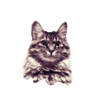 我が家のCat（個別スタンプ：9）