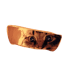 我が家のCat（個別スタンプ：11）