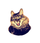 我が家のCat（個別スタンプ：13）