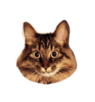 我が家のCat（個別スタンプ：16）