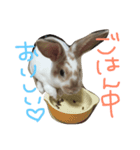 がんちゃん01（個別スタンプ：1）