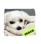 mocotomoyo（個別スタンプ：5）
