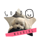 mocotomoyo（個別スタンプ：6）