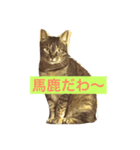 愛猫すず（個別スタンプ：3）