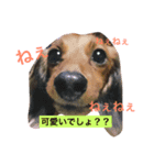 愛犬ようくんのスタンプpart2（個別スタンプ：4）