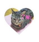 everyday enjoy my  cat（個別スタンプ：1）