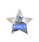 everyday enjoy my  cat（個別スタンプ：2）