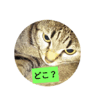 everyday enjoy my  cat（個別スタンプ：3）