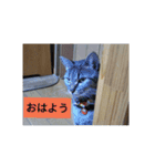 everyday enjoy my  cat（個別スタンプ：4）