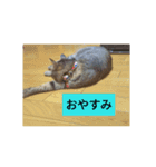everyday enjoy my  cat（個別スタンプ：5）