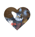 everyday enjoy my  cat（個別スタンプ：7）
