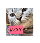 everyday enjoy my  cat（個別スタンプ：8）