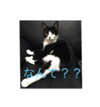 たびスタンプ（個別スタンプ：3）