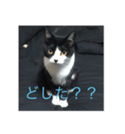 たびスタンプ（個別スタンプ：5）