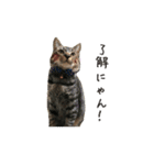 ちゃちゃまる、くろまる、コロ（個別スタンプ：2）